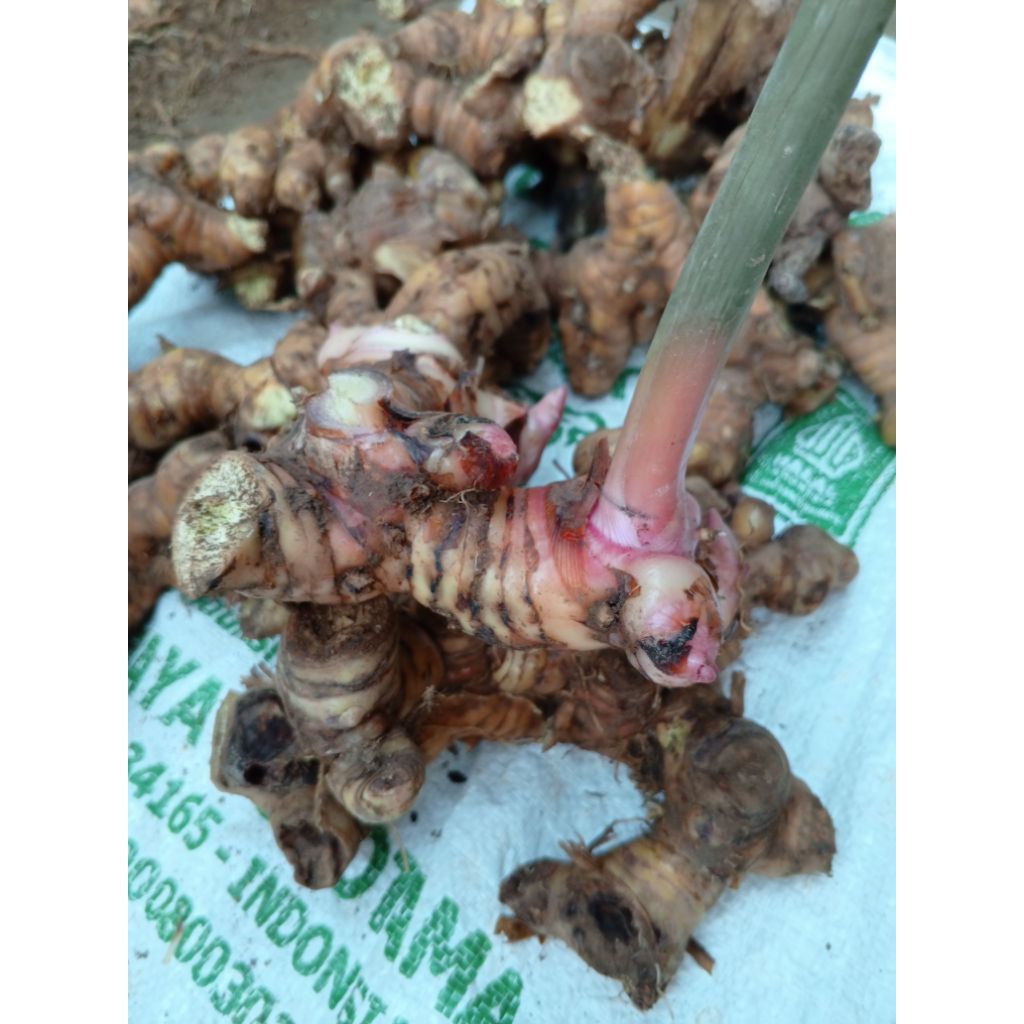 

lengkuas/Laos segar 1kg(blm cuci)lebih fresh