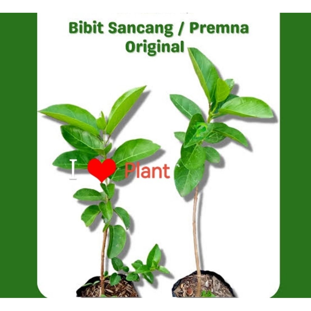 Bahan Bonsai Sancang Premna Original Full Akar Fresh Siap Tanam dan Dibentuk