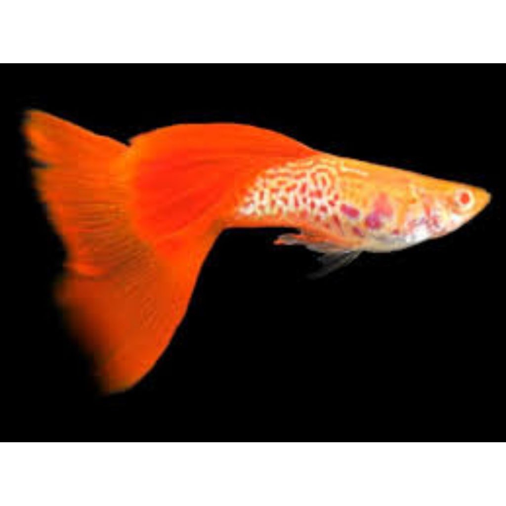 pembersih kaca Guppy albino snake skin glass Belly