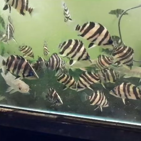 IKAN DATZ BORNEO 5-6CM TANKMATE PREDATOR