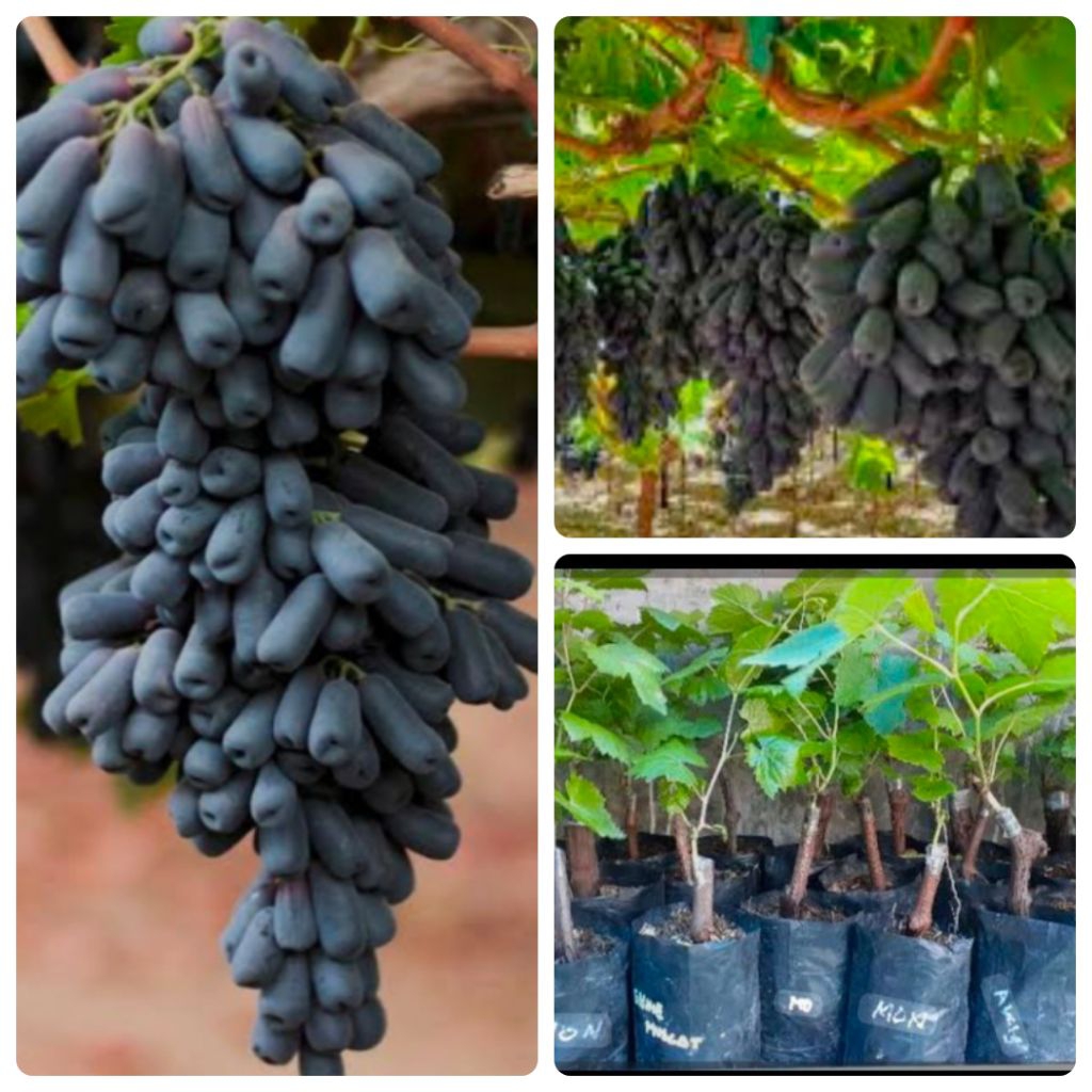 Bibit Anggur Import Moondrop Sweet Saphire