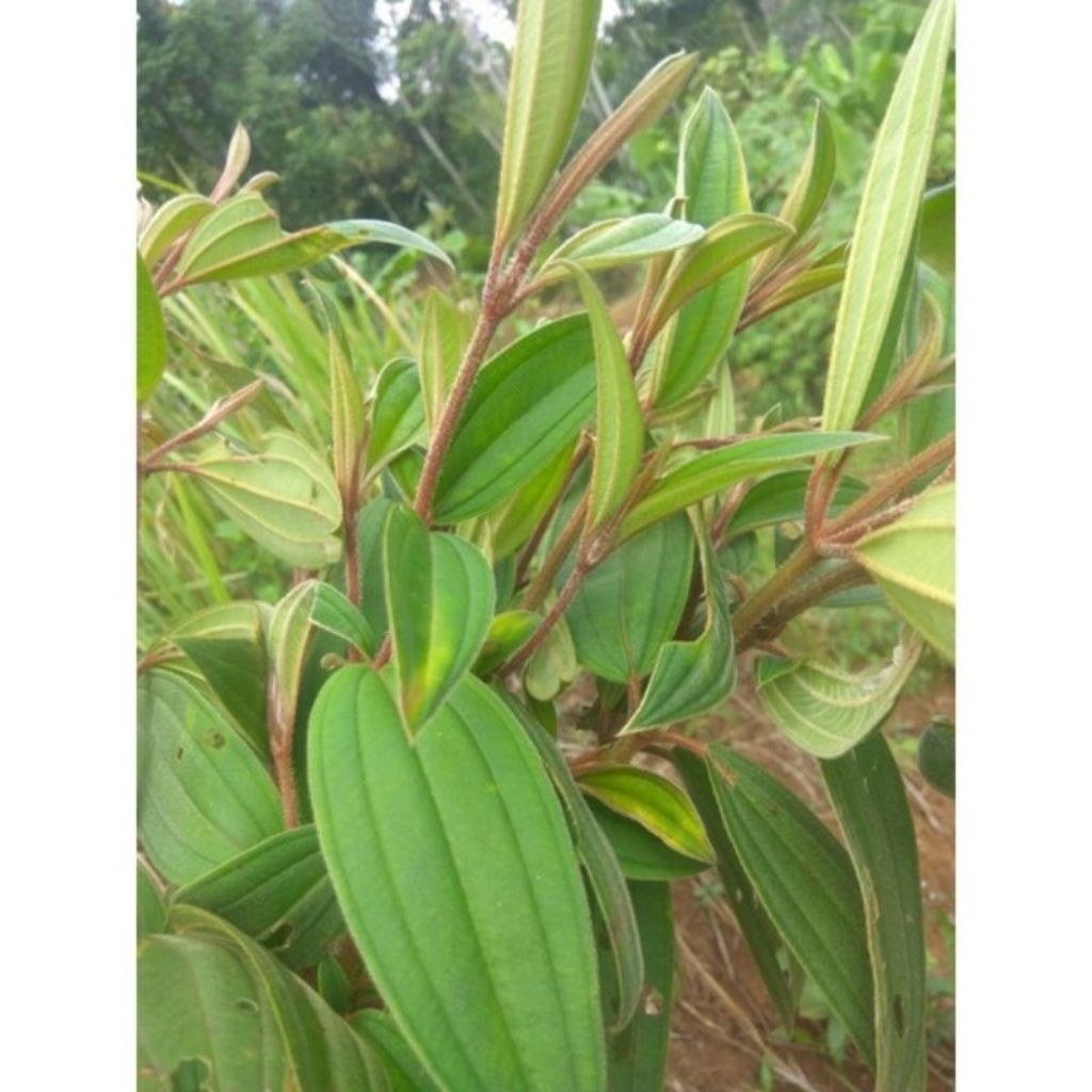 

Daun senduduk 500 gr