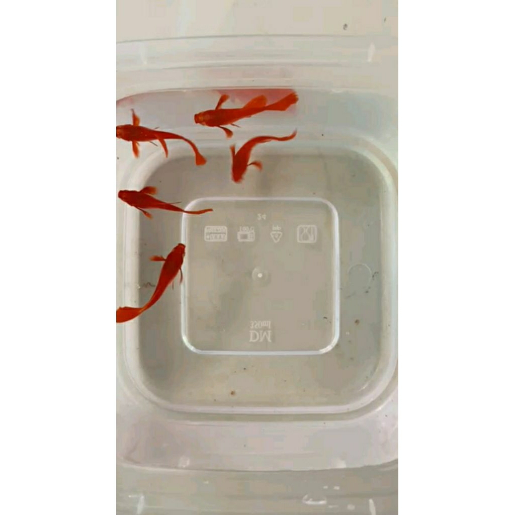 Hiasan aquarium Guppy AFR red ear