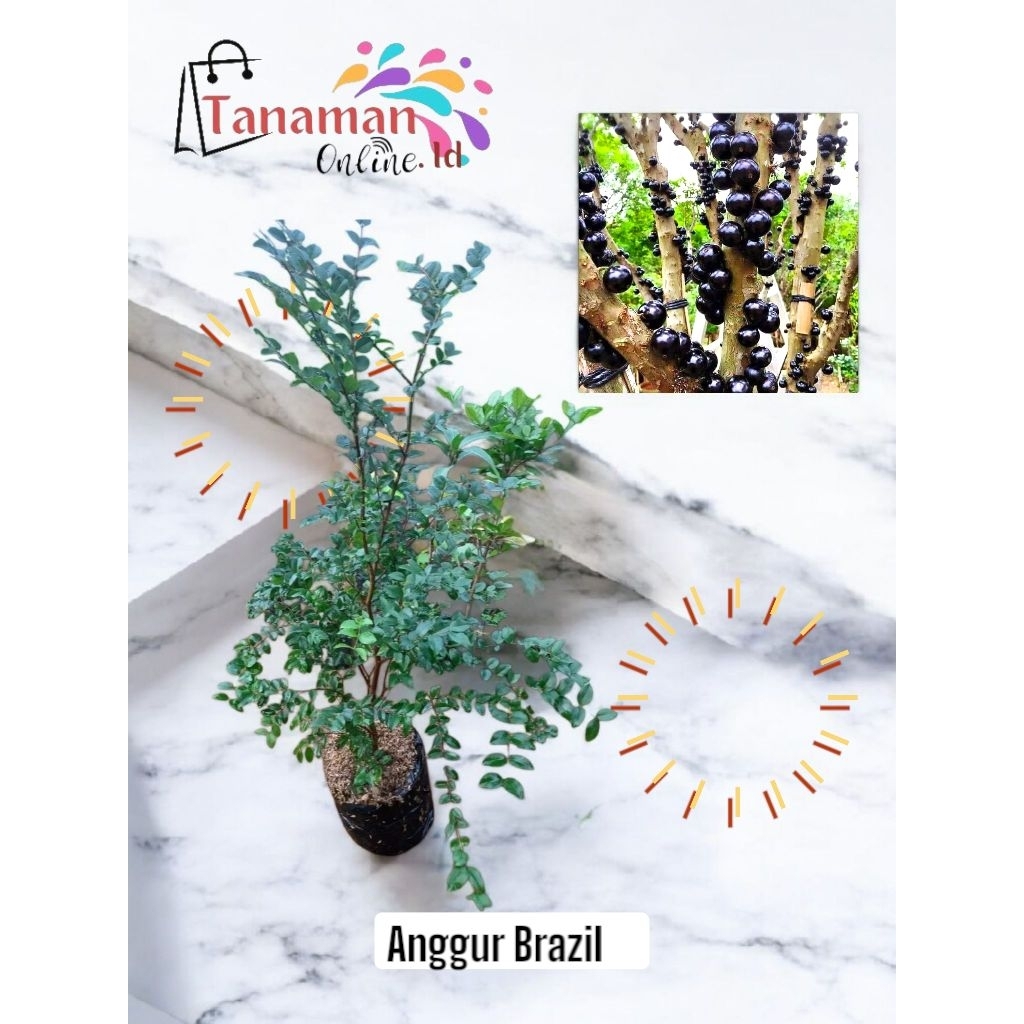 Bibit Anggur Brazil RIMBUN 1'2 METER (BATANG BESAR)