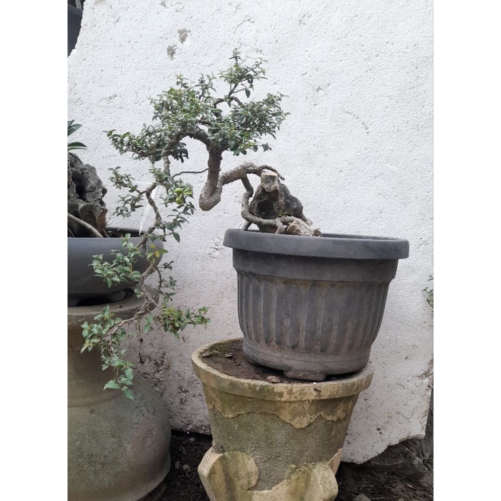 Bonsai Sakura Mikro