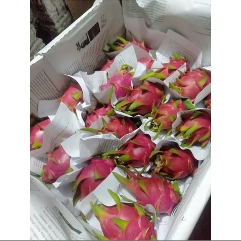 bibit buah naga putih