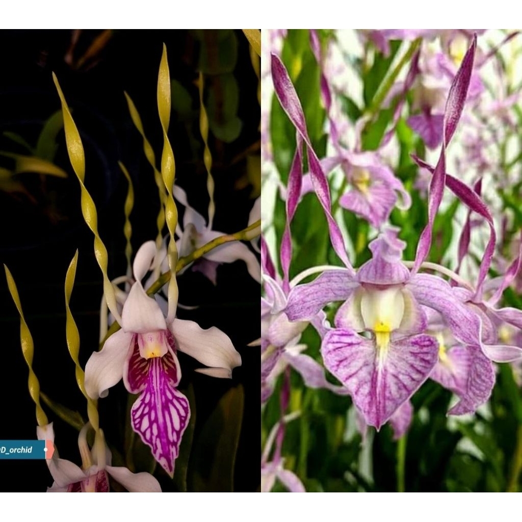 seedling anggrek dendro kriting melintir