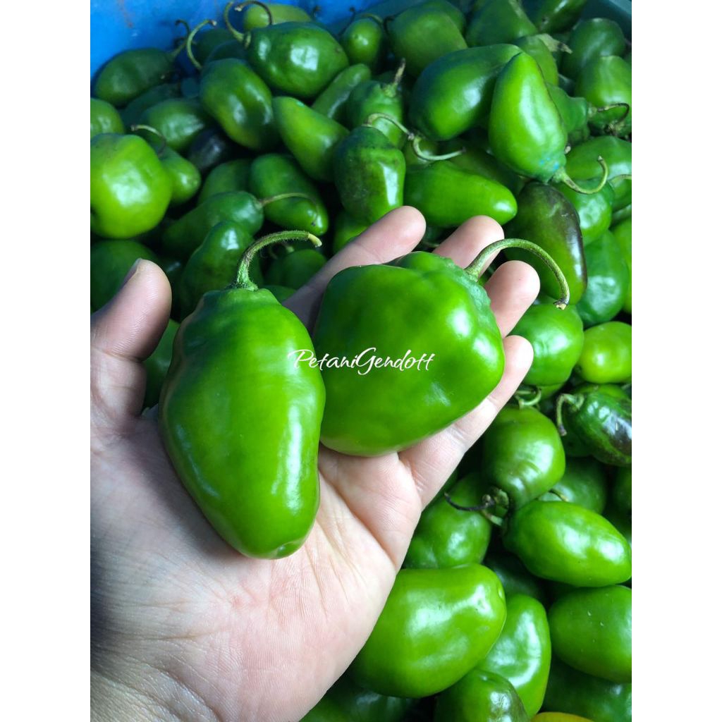 

CABE GENDOT SUPER KEMASAN 750GR
