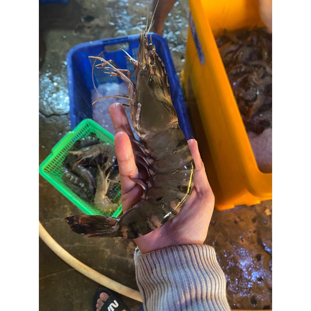 

udang tiger fresh