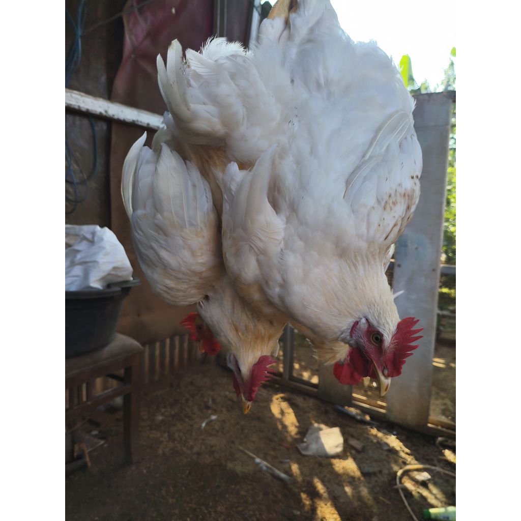 

Ayam Pejantan Ternak Sendiri ( hidup)