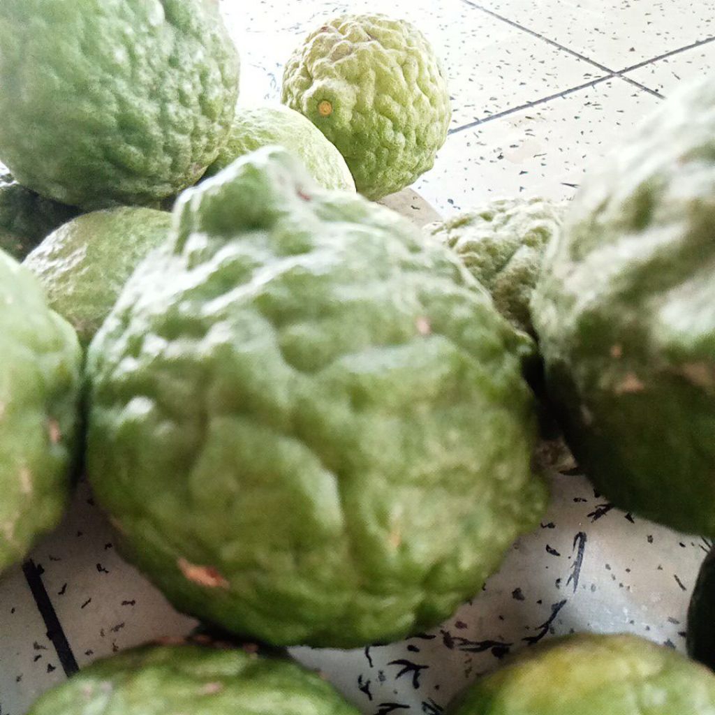 

JERUK PURUT PILIHAN FRESH 1KG