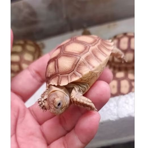 sulcata baby