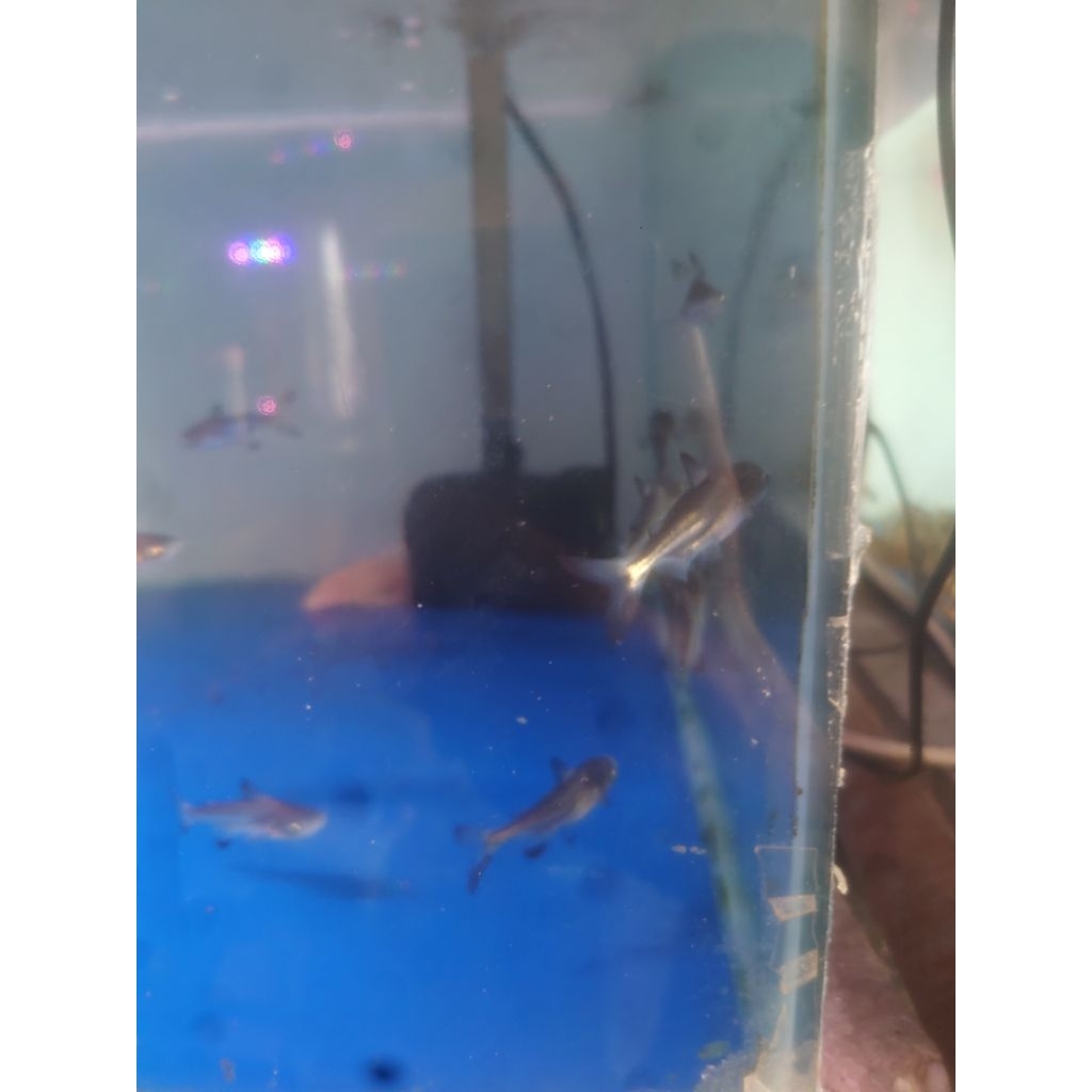 gk/gengiskan/gengiskhan/gk baby uk 3-4 cm