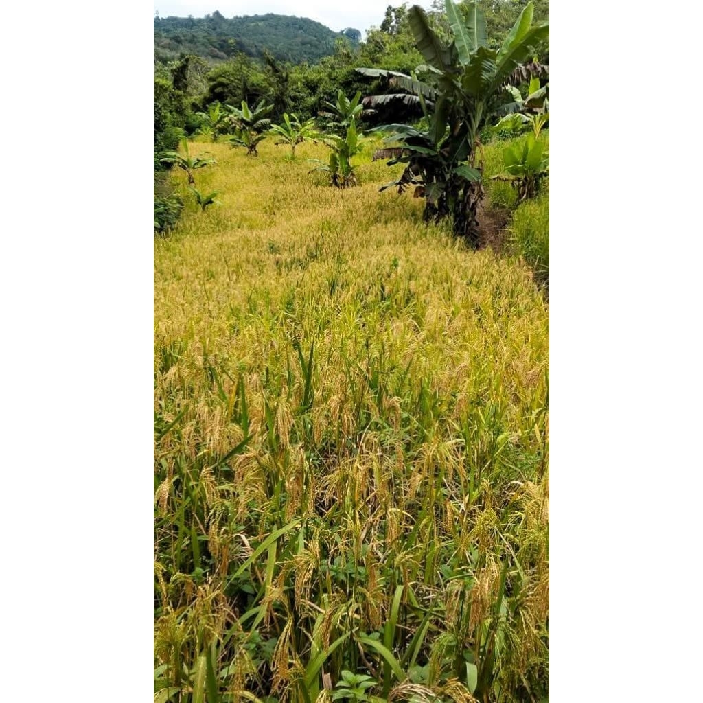 BIBIT PADI GUNUNG LOKAL BUYUNG