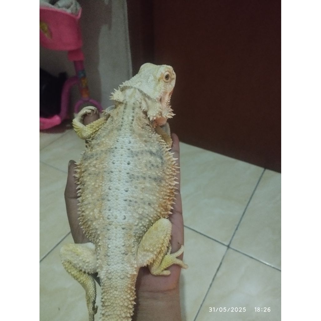 action breaded dragon