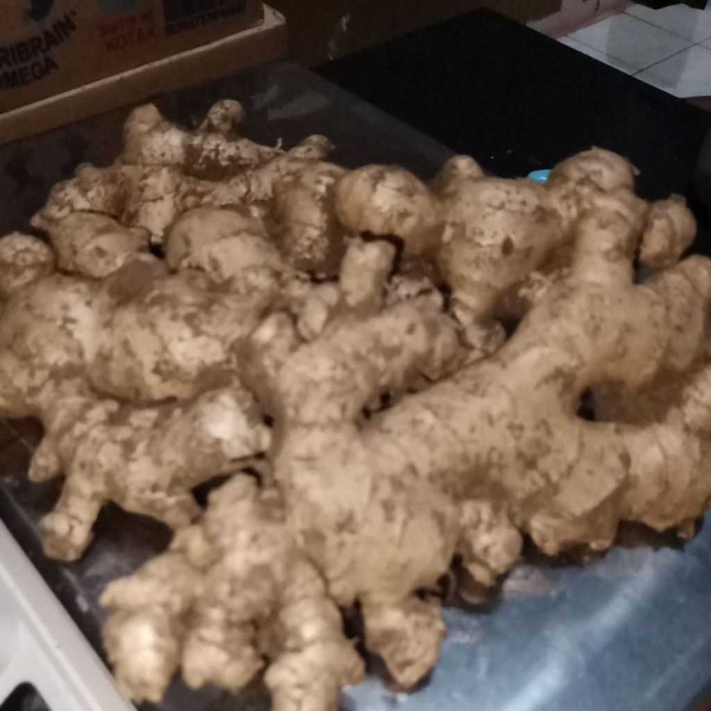 

Askaracitrashop Jahe Emprit Tua fresh dan segar murah berkualitas kaya manfaat