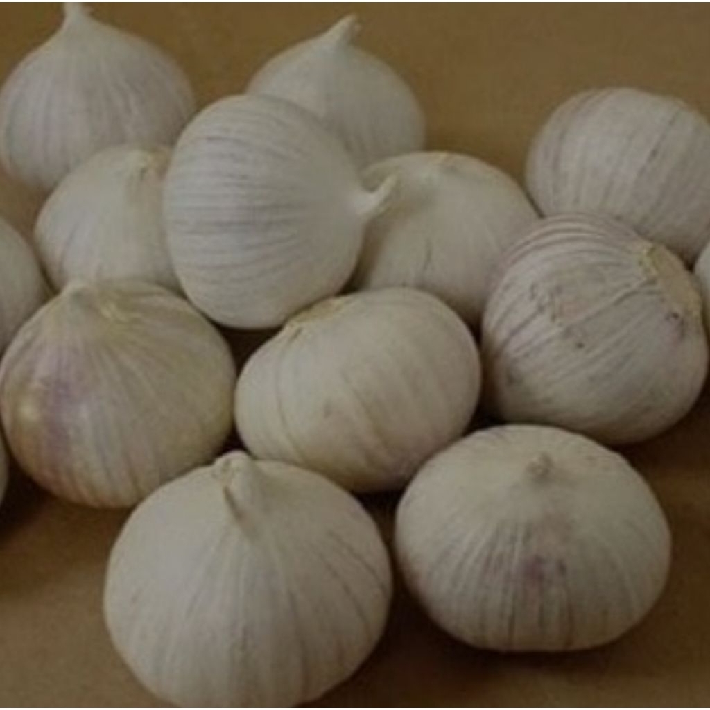 

BAWANG PUTIH TUNGGAL BESAR 80 gram READY LANGSUNG KIRIM BAWANG LANANG BAWANG OBAT