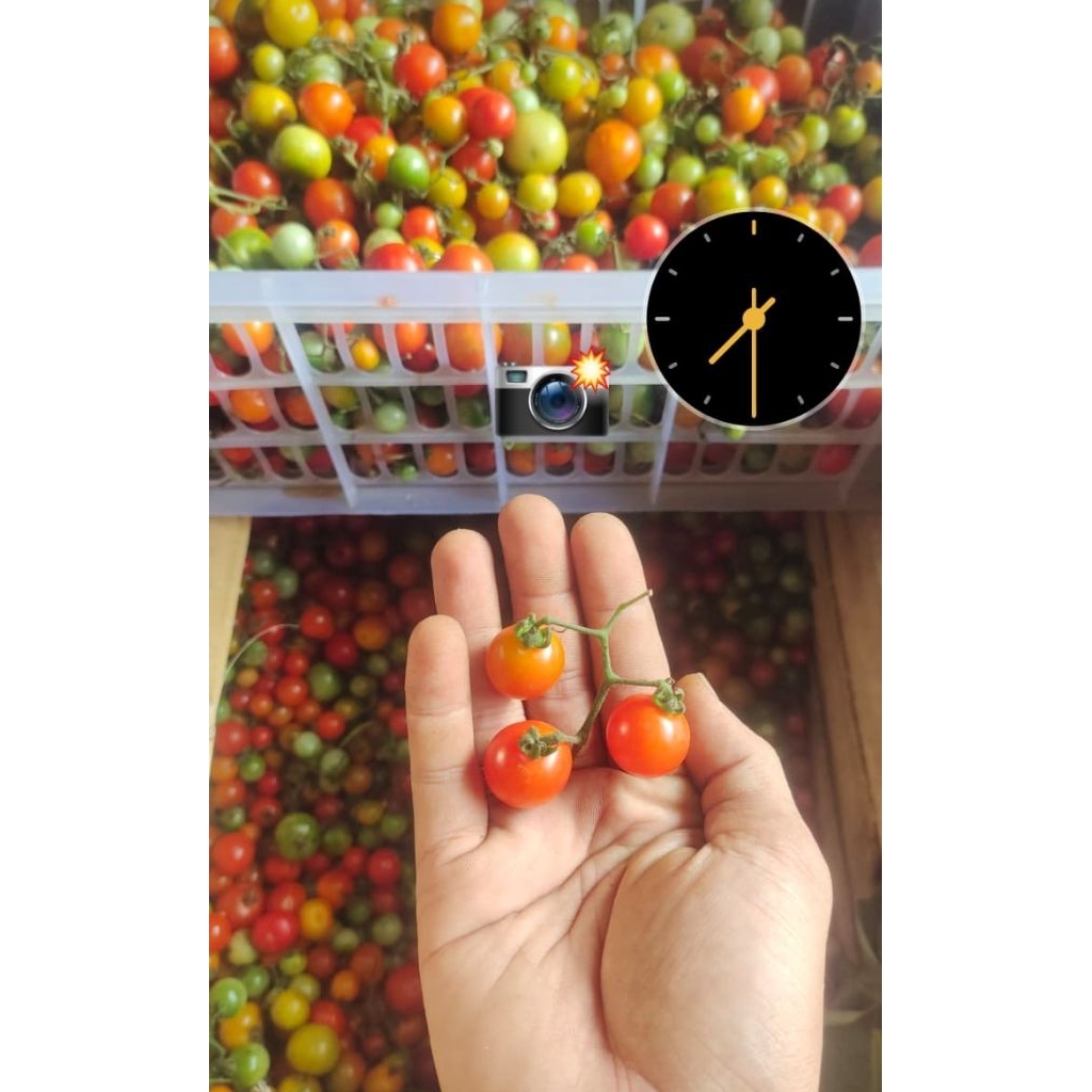 

Tomat rampai 1kg