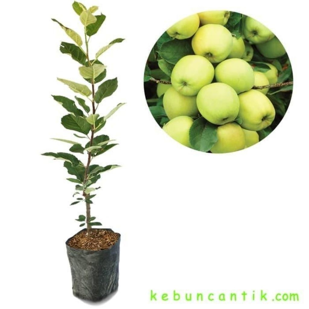 Bibit Tanaman Buah Apel Manalagi / Apel Manalagi