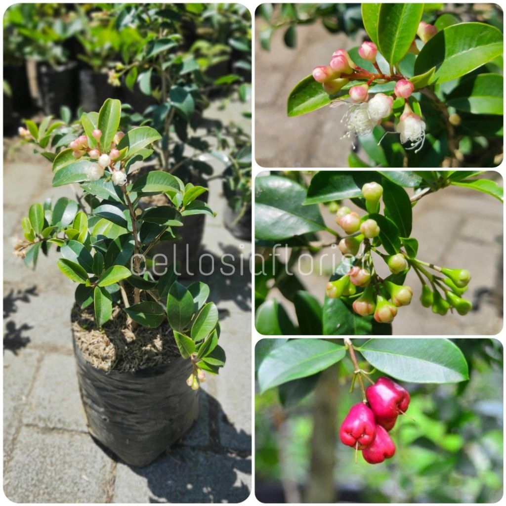Bibit Tanaman Buah Jambu Air Lily Pily