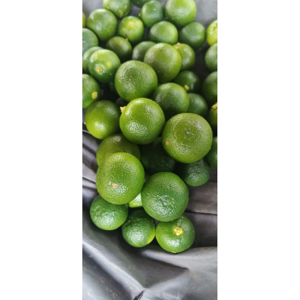 

JERUK SONKIT/ KASTURI UKURAN SEDANG/ BESAR 1KILO FRESH HIJAU