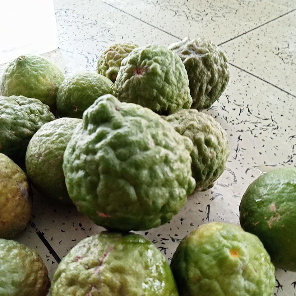 

Jeruk Purut Pilihan Fresh 1KG