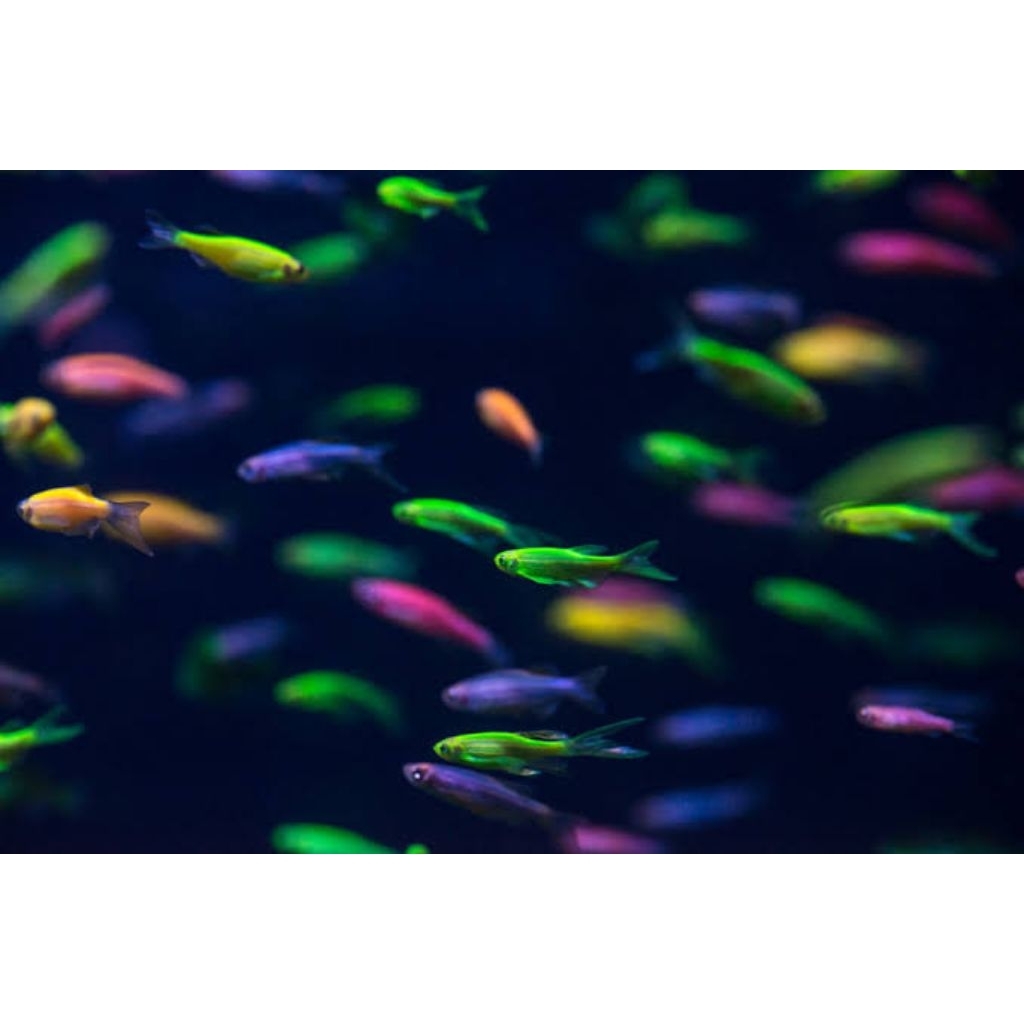 Replika Danio slayer
