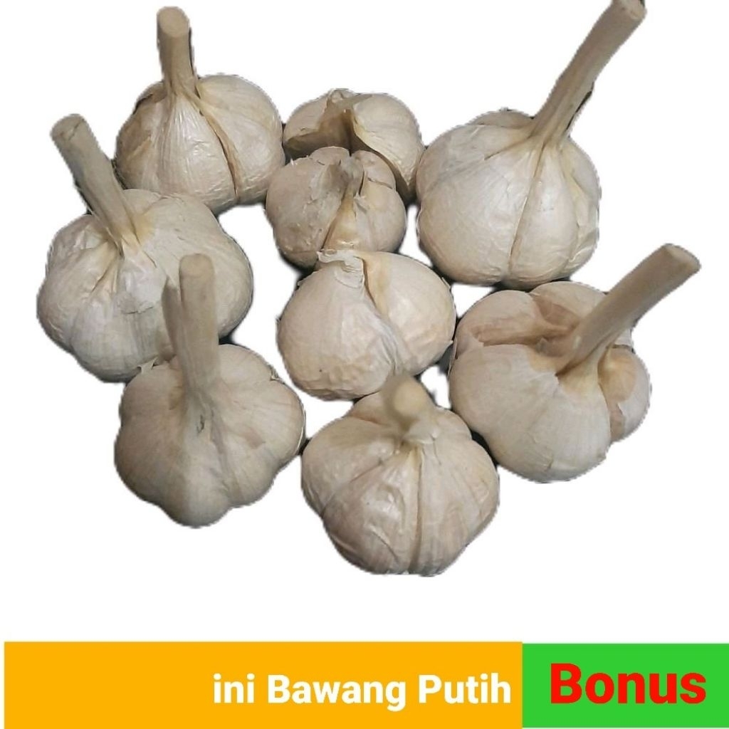 

Bawang Putih Kating bersih 1 kg