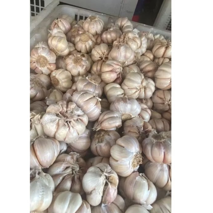 

bawang putih 1 kg
