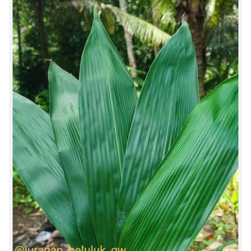 

daun bambu 100 lmbar fresh