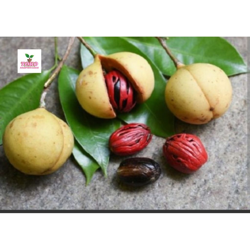 

buah pala tua 500grm