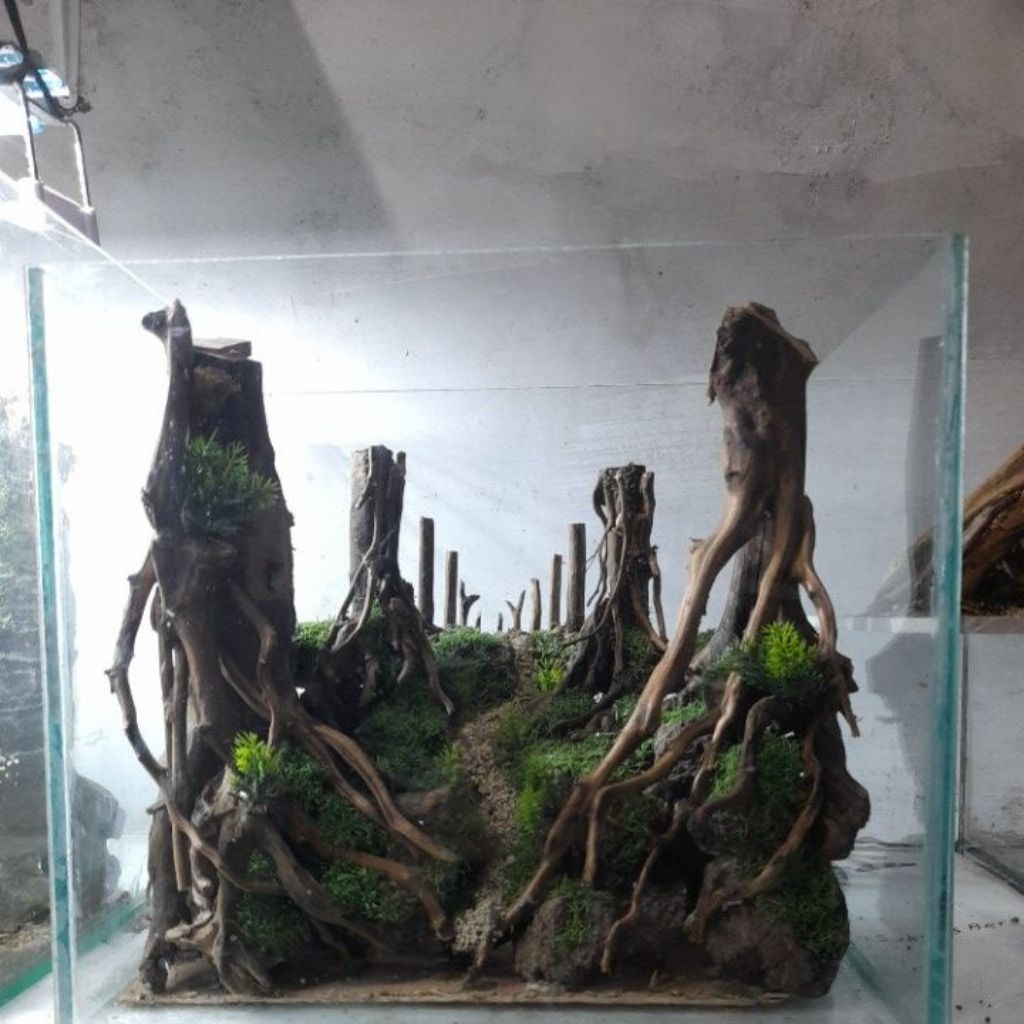 Hardscape jungle aquascape
