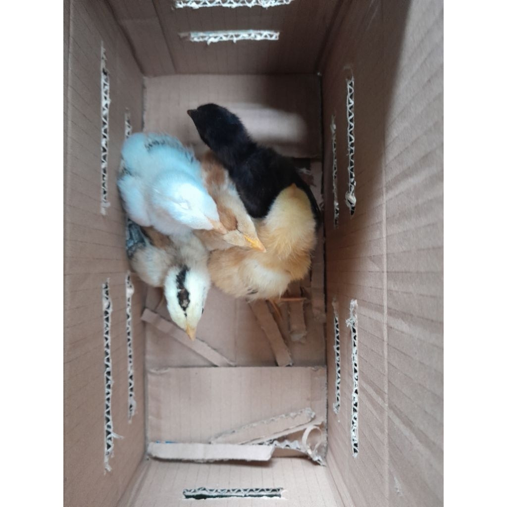 BUKAN-BULU-AYAM KAMPUNG UNGGULAN KUB2 UMUR 0-1 MINGGU-INSYA ALLAH BERKUALITAS BAIK