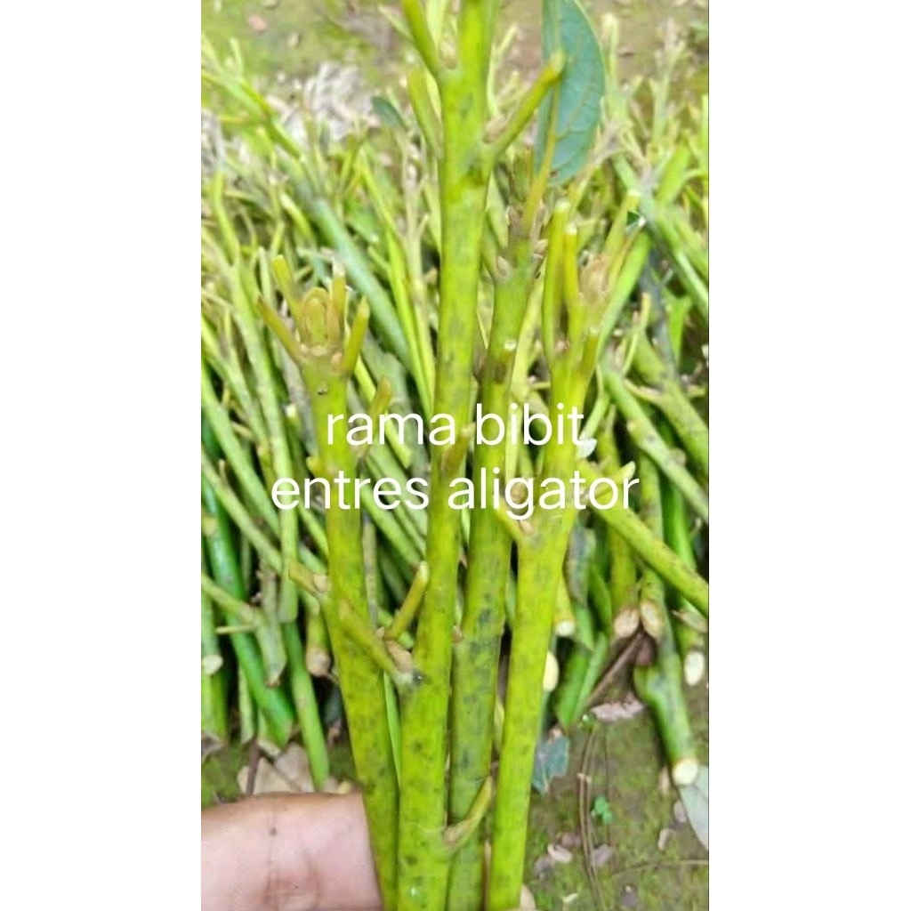 entres alpukat aligator