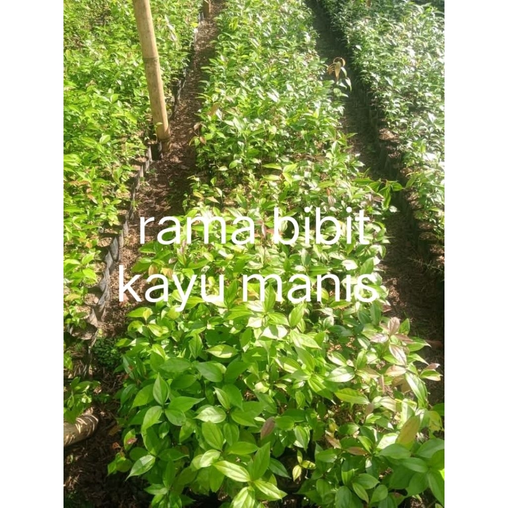bibit kayu manis super unggul