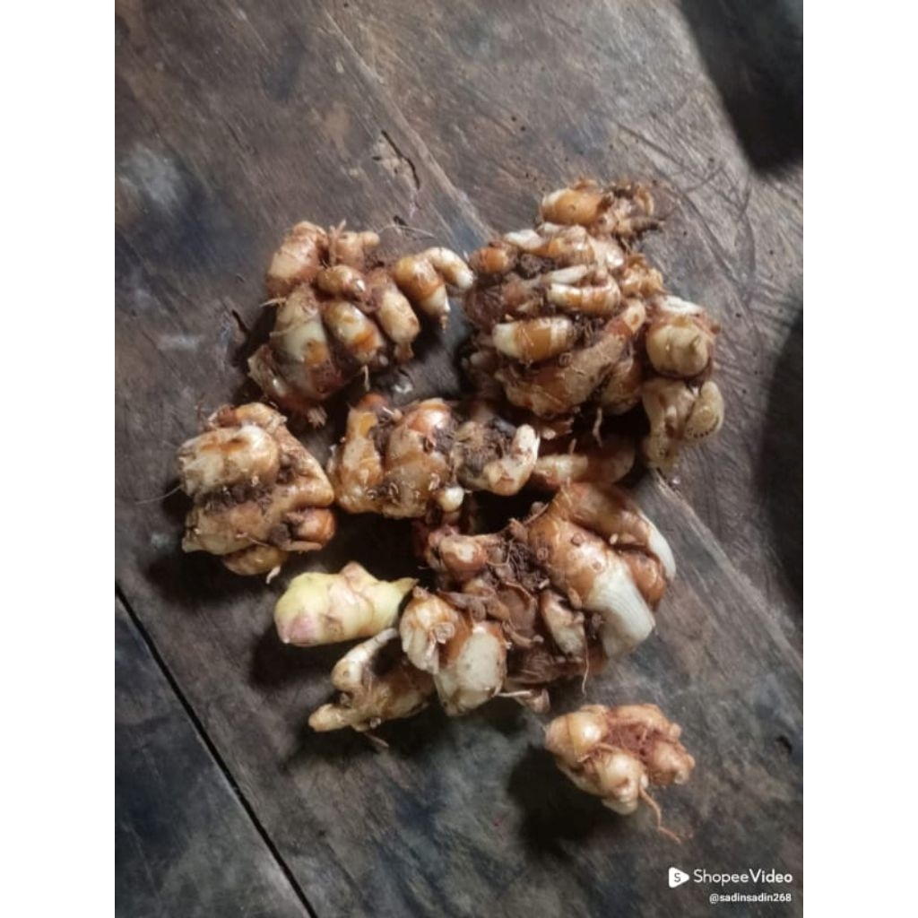 

kencur rempah cikur