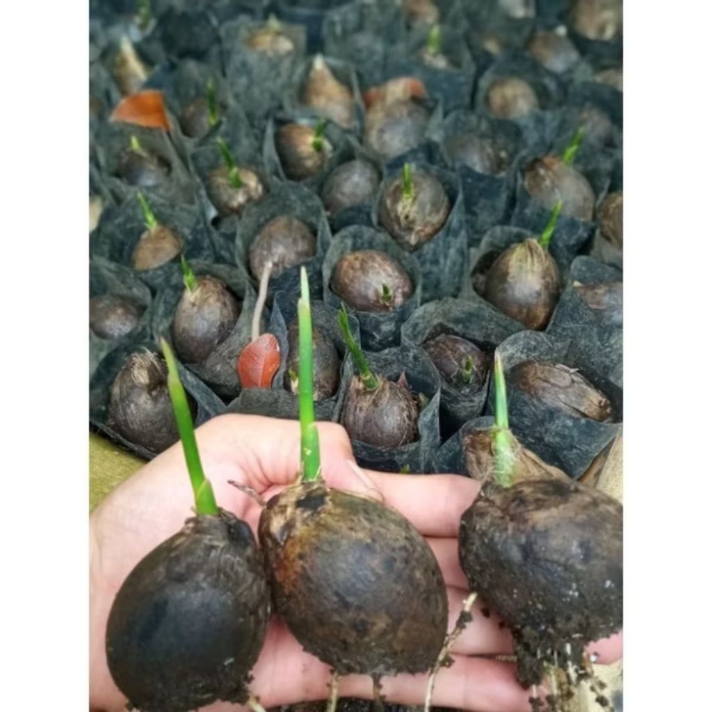 PINANG-WANGI-KECAMBAH-PAKET-ISI-20-BIBIT