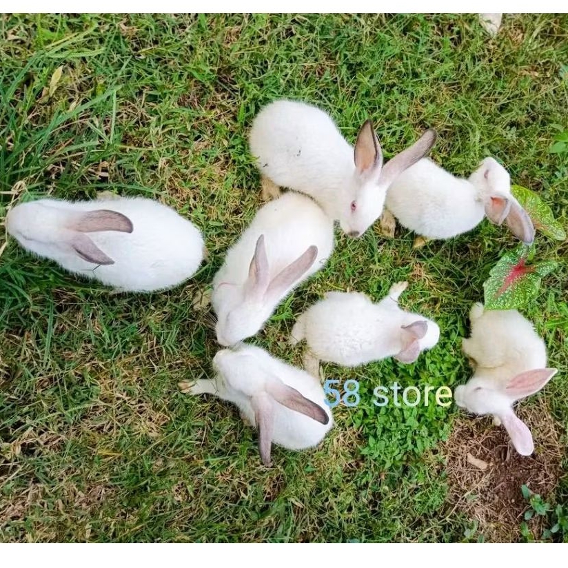 1 pasang kelinci hyla/pedaging