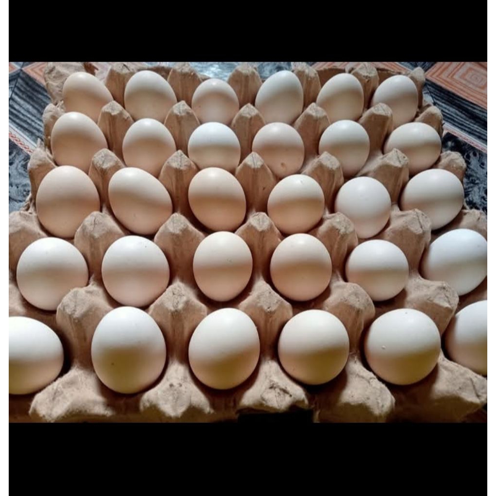 

telur ayam kampung ORIGINAL 100%
