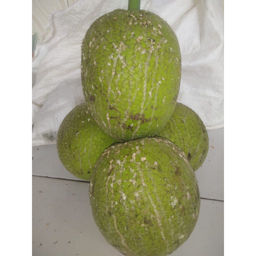 

BUAH SUKUN SUPER BESAR ASLI INDRAMAYU 1KG