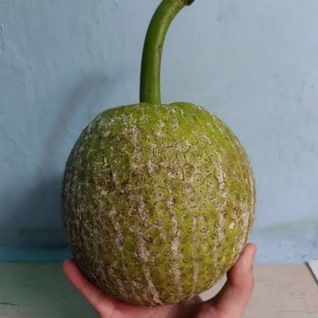 

BUAH SUKUN MENTEGA ASLI INDRAMAYU 1KG