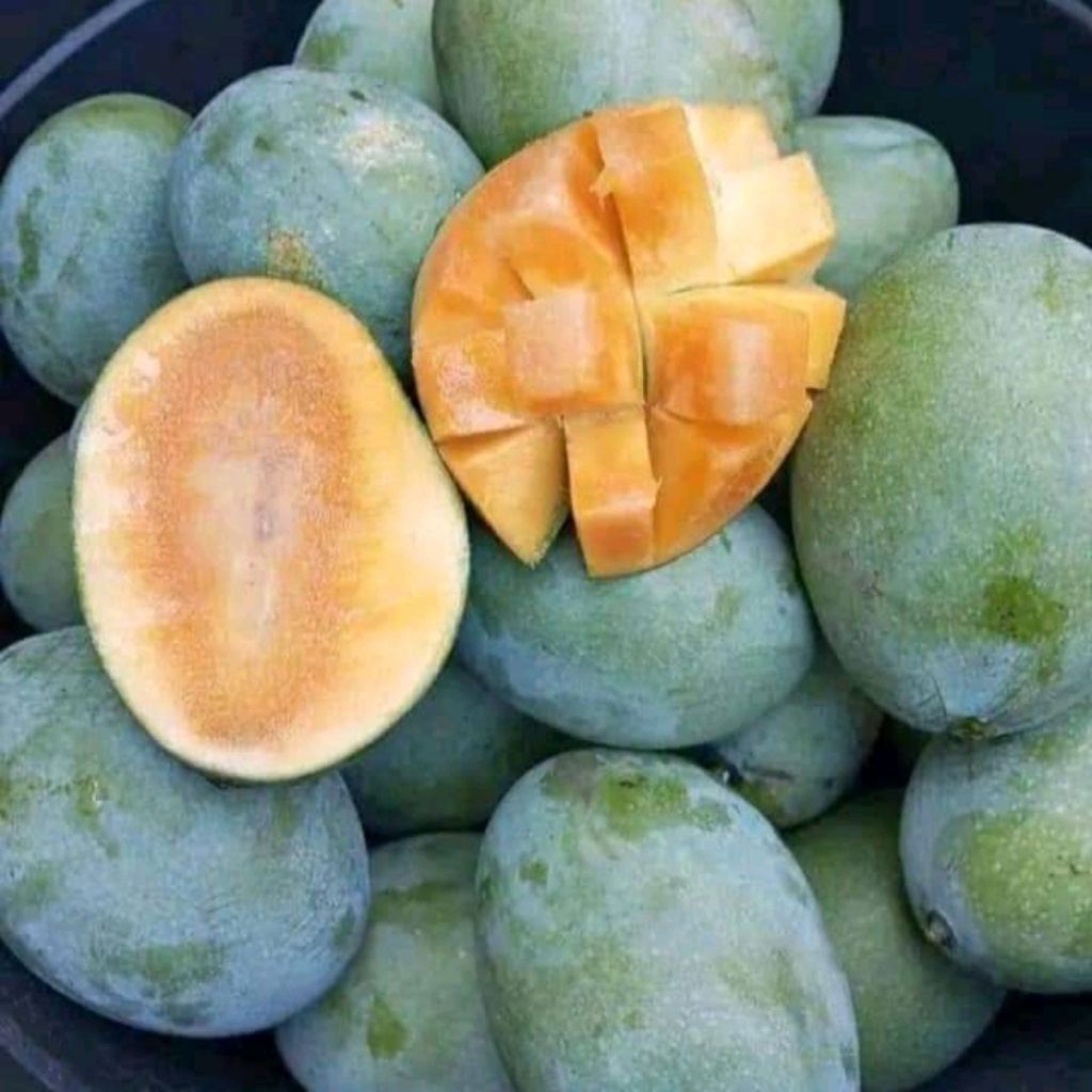 

MANGGA MANALAGI SUPER ASLI INDRAMAYU 1KG