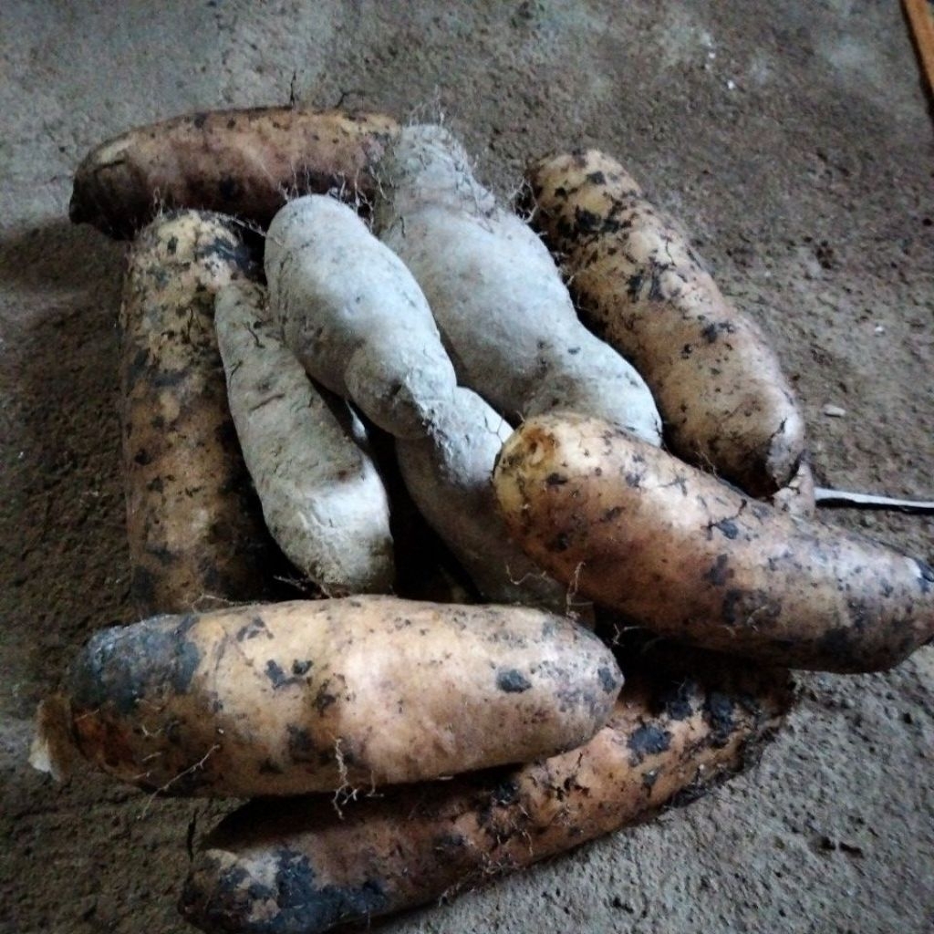 

gembili ketan pulen dan legit.. 1kg