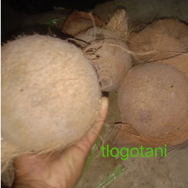 

kepala tua bagus untuk santan/ kelapa utuh