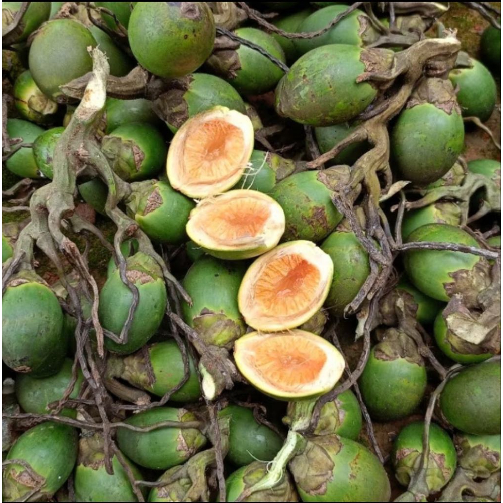 

Buah pinang muda 1kg murah