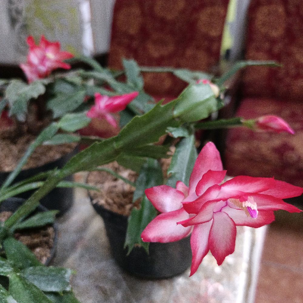 (buy 3 get 1 free+free pupuk mini pack) Wijaya Kusuma Kepiting Bunga Merah Orange Putih