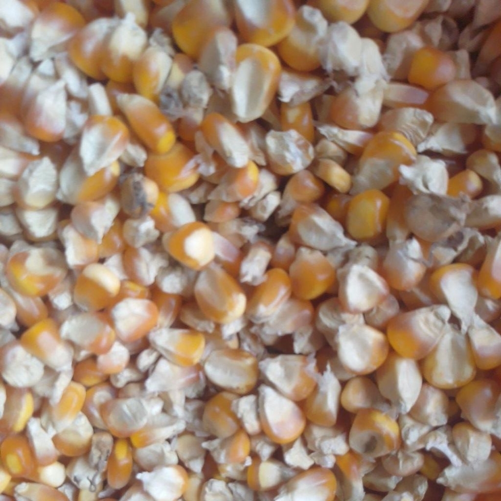 

Jagung ECER Ukuran Sedang