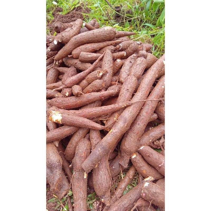 

singkong panjang Fress dari kebun