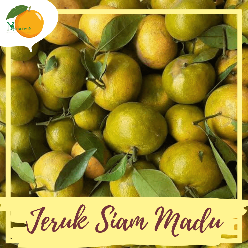 

Grosir Jeruk Siam Madu Fresh 10kg, 5kg, dan 3kg