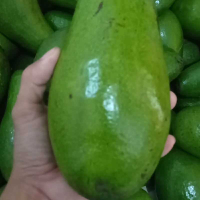 

ALPUKAT MENTEGA MURIA ISI 3